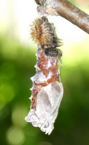 Réf. 258 887 : Polygonia c-album